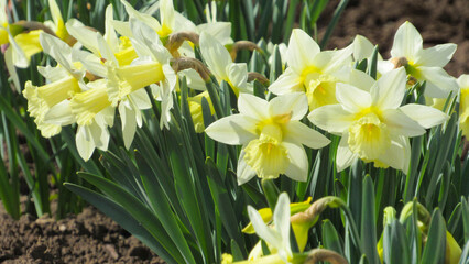 white and yellow daffodils. narcissus background. daffodils in the garden. close up photo of daffodils. background with flowers.