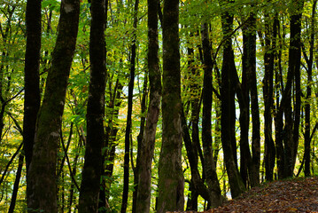 Forest backgrounds. Dark tree trunks with moss create vertical stripes. Green light shining through the leaves.