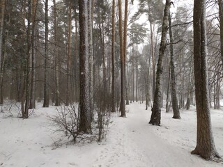 Snowing in winter forest and river in cloudy day