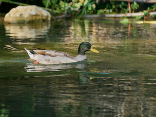 Fauna in the natural site of the Cova negra de Xativa, Spain