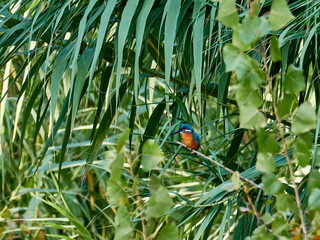 Fauna in the natural site of the Cova negra de Xativa, Spain