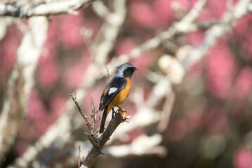 Naklejka premium ジョウビタキ