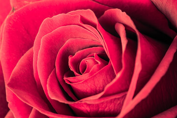 Pink rose macro background photo. Petals of pink rose in selective focus. Love, romance, commitment concept.