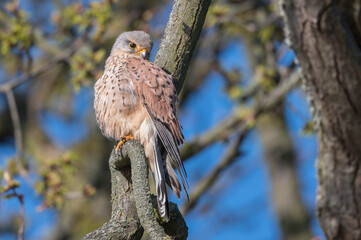 Magnificent Kestrel