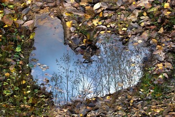autumn leaves in the water