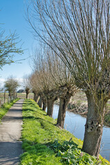 Footpath along a ditch with old willows in early spring, Warffum, Groningen, Netherlands
