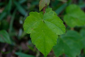 Green Leaf