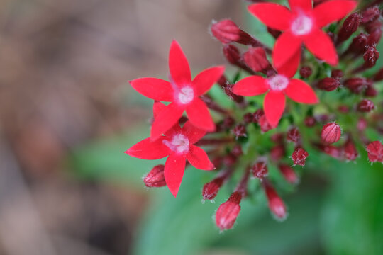 Red Flowers
