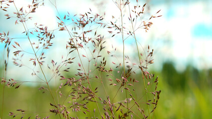 Obraz na płótnie Canvas A small grass with a narrow stem.Creative. Macro photography of summer nature on which the sun shines very brightly against the blue sky.