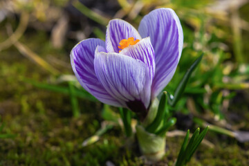 beautiful violet crocus portrait, macro spring photography of crocus, open crocus