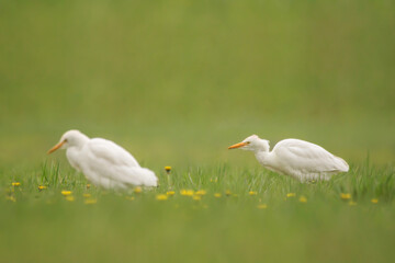 Cattle egret (Bubulcus ibis) small white heron with orange bill and black legs feeding on insects in the green meadow in spring, family Ardeidae 