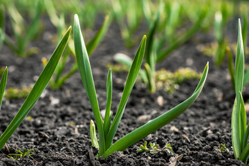 Young shoots of garlic on the field on a spring sunny day