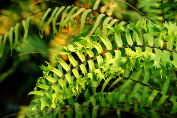 fern leaf in the forest