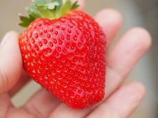 苺を手で持った写真