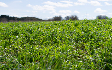 Vista de brote de cultivos en un prado.