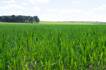 Vista de brote de cultivos en un prado.