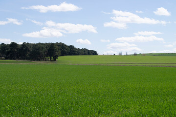 Paisaje de campos de cultivo verde en primavera.