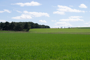 Obraz premium Paisaje de campos de cultivo verde en primavera.