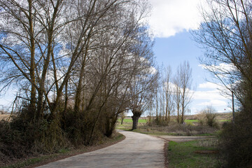 Paisajes de camino atravesando bosque. 