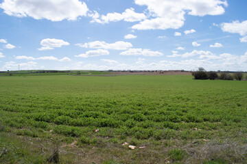 Paisaje de campos de cultivo verde en primavera.