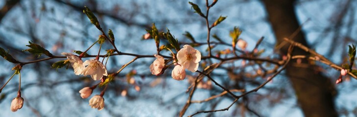 Cherry Blossom 