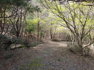 Obraz premium 庭園