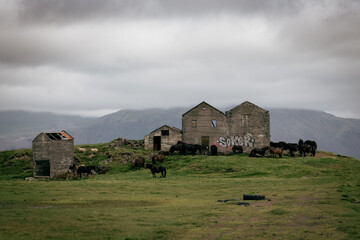 Countryside landscape of an old abandoned building surrounded by grass and Icelandic horses in a moody, foggy, summer day in Iceland. © Travelvolo