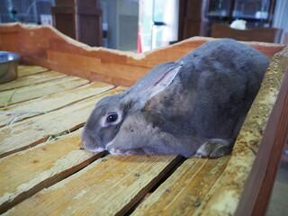 フワフワで可愛らしい兎