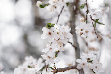 Blooming tree in the orchard in spring. Plum flowers