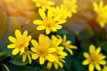 Caltha palustris - marsh plant with yellow petals. Early flowering of primroses in swampy areas in the forests