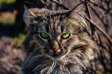Portrait shot of a grey cat, with green eyes. The cat is sitting on grass.
