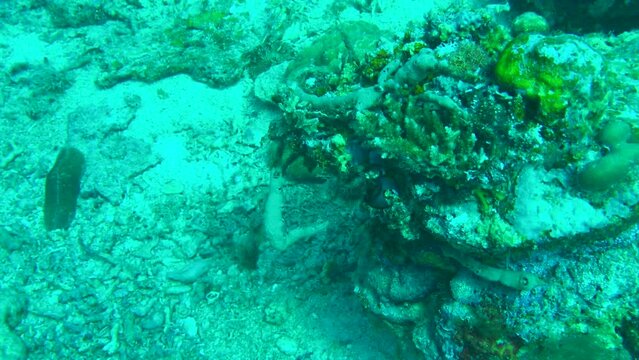 flatworm on the coral reef