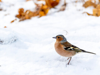 Male chaffinch in a snow