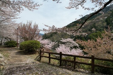 春の金竜山空撮