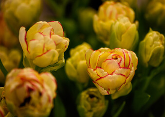 Opened tulip bud close up.