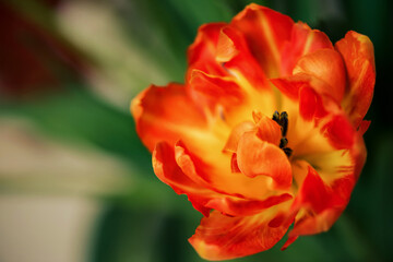 Opened tulip bud close up.