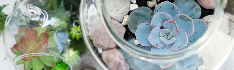 garden inside mason jar