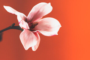Magnolie Blüte Hintergrund mit Platz für Text