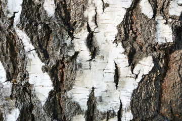 The trunk of a birch tree. Black and white stripes and cracked natural texture of Russian birch bark. High quality photo