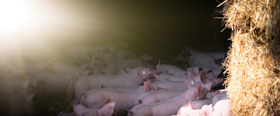 Schweinehaltung - Ferkel im Stroh, Bildzuschnitt im Bannerformat.