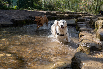 Golden Retriever In River Running