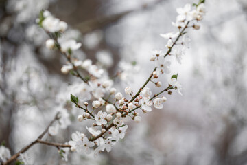 Kwitnące wiosenne drzewka śliwki mirabelki. Kwitnące drzewo wiosną w sadzie. - obrazy, fototapety, plakaty