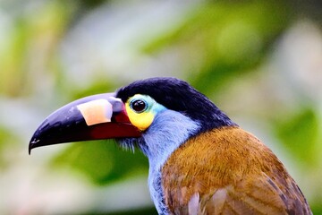 toucan on a branch