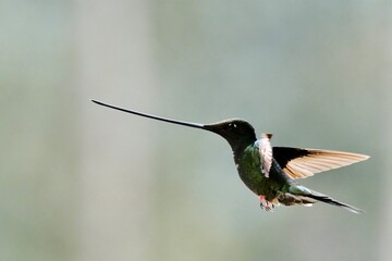 hummingbird in flight © Cristian
