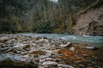 stream in the forest