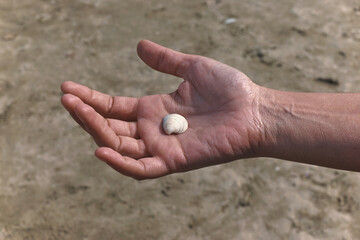 Small white seashell in the palm of a male hand.