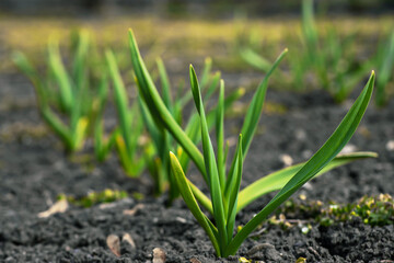 Young shoots of garlic on the field on a spring sunny day
