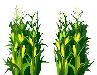 Harvest agricultural plant. Food product. Farmer farm illustration. Dense thickets. Rural summer field landscape. Object isolated on white background. Vegetable garden cultivation. Vector