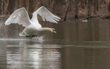 cygnus, bird, wasser, see, natur, tier, weiß, wild lebende tiere, bird, 