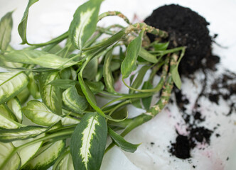 transplanting plants, in the apartment. A beautiful green plant with roots and earth on the floor....